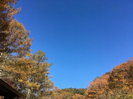 雲ひとつない晴天 雲ひとつない晴天 空,秋,自然の写真素材