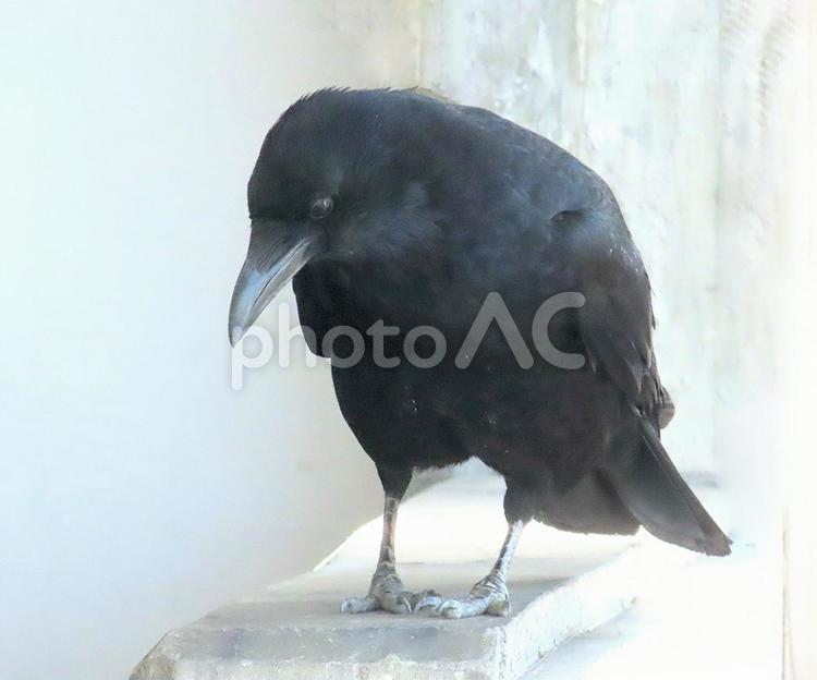 カラス カラス,烏,鴉の写真素材