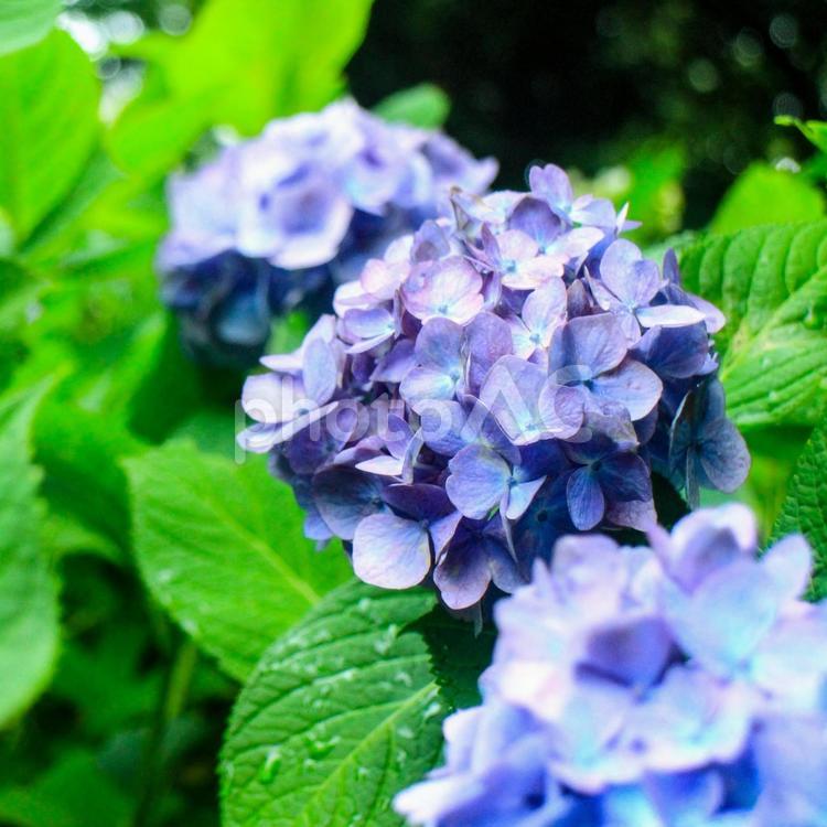 雨の日のあじさい 花,紫陽花,梅雨の写真素材