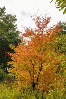 秋の紅葉が始まった山 紅葉,秋,風景の写真素材