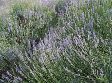 ラベンダーの群生 ラベンダー,花,ハーブの写真素材