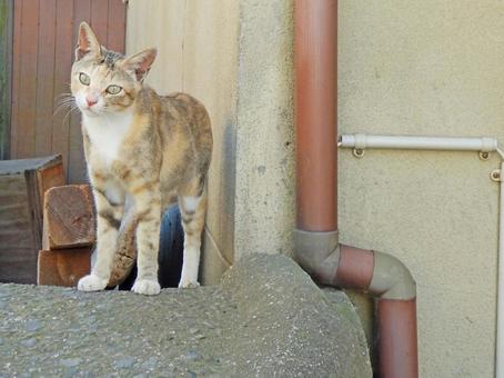 歩く三毛猫 野生 散歩 男木島 歩く三毛猫 野生 散歩 男木島の写真