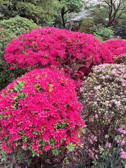 Photo, azalea, flower, bloom, 