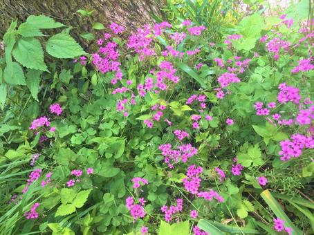 カタバミ カタバミの写真