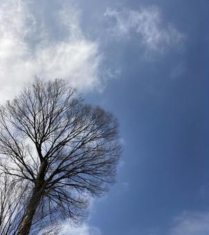 空と高くまで伸びる木 空と高くまで伸びる木の写真