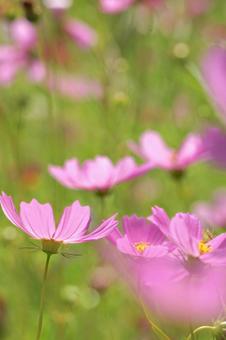 Cosmos, JPG