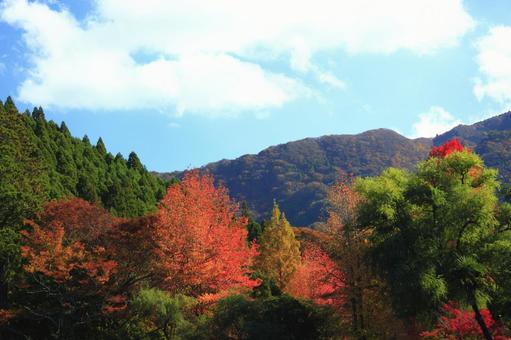 秋の金鱗湖 金鱗湖,紅葉,秋の写真素材