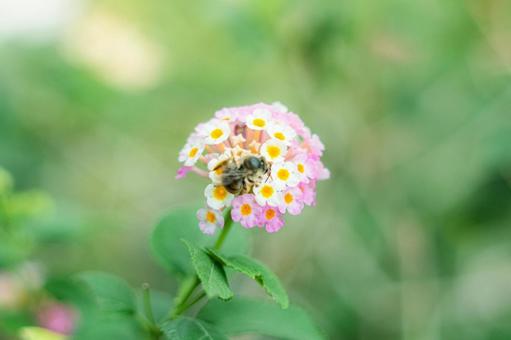 花とミツバチ 花とミツバチの写真