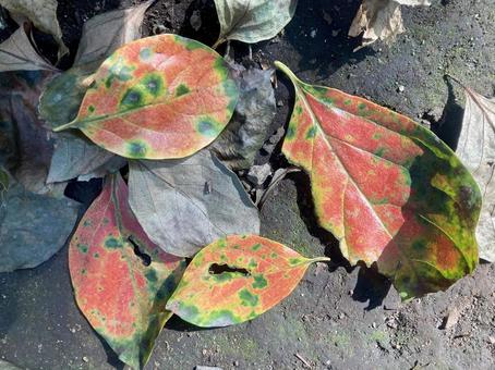 色とりどりに色付いた落ち葉 色とりどりに色付いた落ち葉 まだら模様,紅葉,落ち葉の写真素材