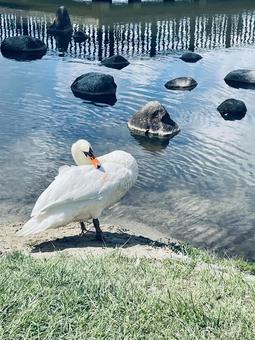 休憩 休憩 白鳥,池,鳥の写真素材