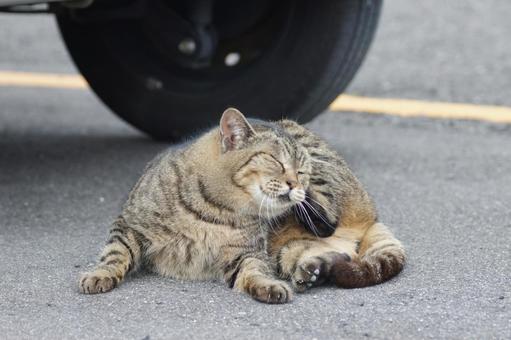 ねこ ねこ にゃんこ,可愛い,野良猫の写真素材