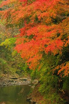 養老渓谷 養老渓谷,筒森もみじ谷,紅葉の写真素材