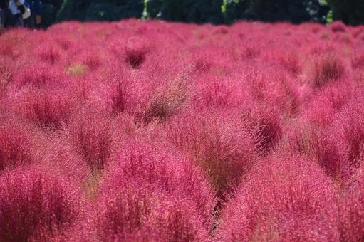 赤く色づくコキアの畑の風景 赤く,色づく,コキアの写真素材
