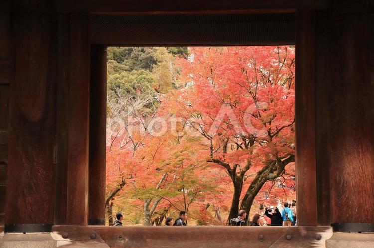 秋の風景 モミジ,赤い,京都の写真素材