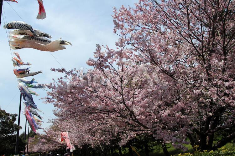 桜と鯉のぼり こいのぼり,さくら,ピンクの写真素材