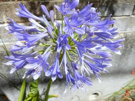 Photo, agapanthus, purple clam, blue, 