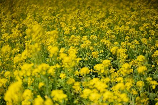 輝く菜の花のじゅうたん 菜の花,花畑,黄色の写真素材
