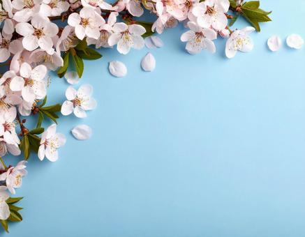 桜の青い色紙が背景のフレーム 桜の青い色紙が背景のフレームの写真