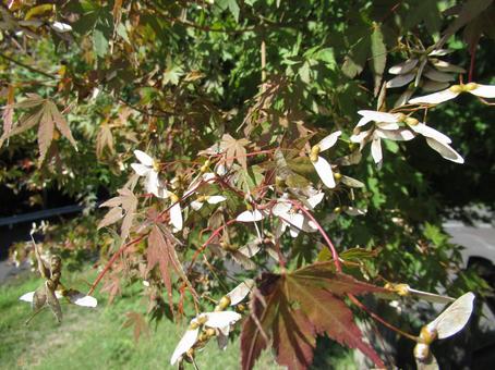 モミジの花 モミジ,落葉広葉樹,種の写真素材