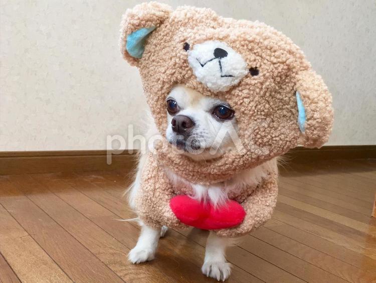 ロングコートチワワ　クマのたちぐるみ チワワ,ロングコートチワワ,犬の写真素材