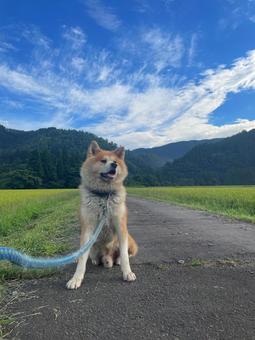 散歩中にちょっとひと休み、秋田犬 散歩中にちょっとひと休み、秋田犬の写真