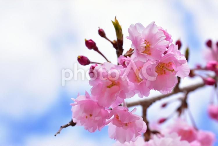 ピンクでかわいい満開の桜　春の背景素材 桜,春,花の写真素材