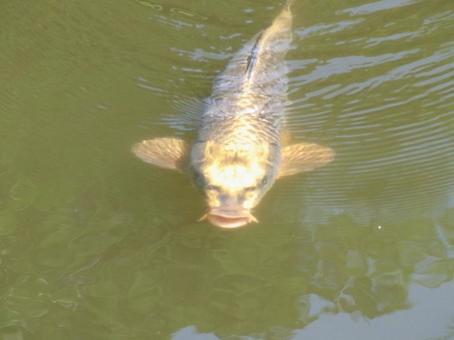 Photo, carp, fish, freshwater fish, 