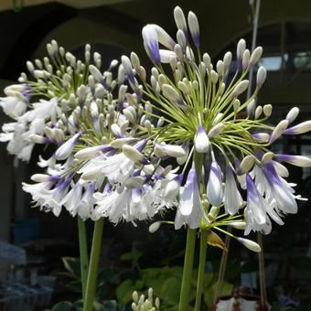 アガパンサス ファイヤーワークスの花 花,アガパンサス,ファイヤーワークスの写真素材