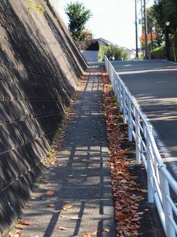 小雪前の土曜日の横浜市北部の紅葉した落葉 初冬,横浜市青葉区,寒冷の写真素材