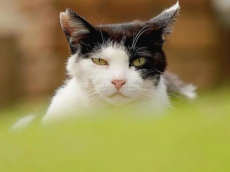 猫の顔 猫の顔 猫,野良猫,可愛い猫の写真素材