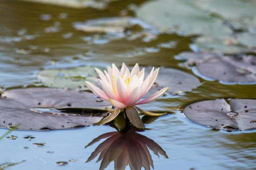 スイレンの花 スイレンの花 睡蓮,スイレン,水草の写真素材