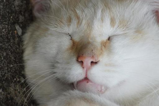 ねこ ねこ にゃんこ,可愛い,野良猫の写真素材