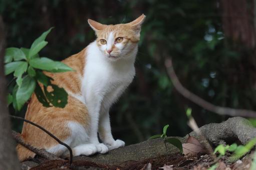 何かを見つめる猫のいる風景 何か,見つめる,猫の写真素材