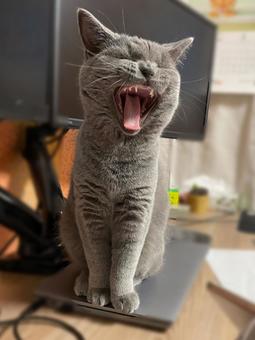 あくびをするシャルトリュー あくびをするシャルトリュー シャルトリュー,ねこ,テレワークの写真素材