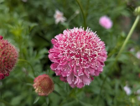 スカビオサの花 4 スカビオサの花 4の写真