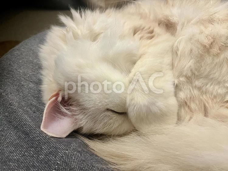 口元を隠して寝る猫 猫,ネコ,ねこの写真素材