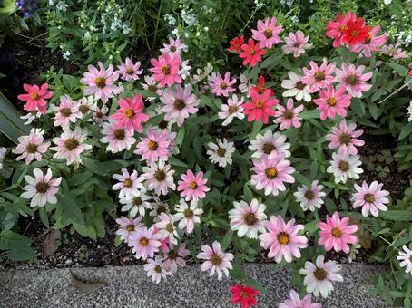 ジニア　花 園芸,花,ガーデニングの写真素材