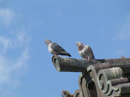 A rock pigeon perched on the roof of a shrine hall, JPG A rock pigeon perched on the roof of a shrine hall, JPG