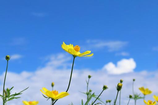 黄色いコスモス 黄色いコスモス コスモス,花,秋の写真素材