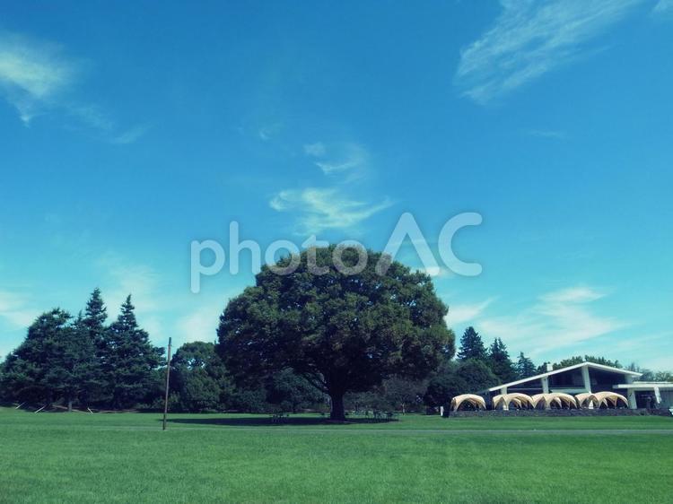 昭和記念公園 木,空,屋外での写真素材