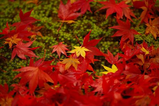 京都の秋 京都の秋の写真