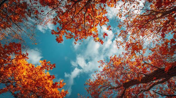 秋の訪れを感じさせる紅葉の風景 秋の訪れを感じさせる紅葉の風景の写真