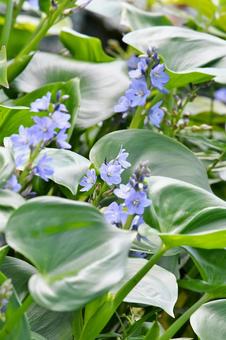 ミズアオイ、青紫の花 ミズアオイ、青紫の花 ミズアオイ,青紫の花,花の写真素材