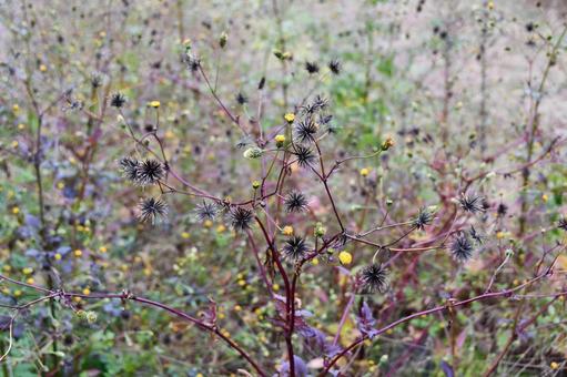 畦道に生えるコセンダングサ コセンダングサ,ひっつき虫,服に種がつく草の写真素材