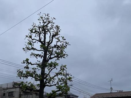 曇り空　雲の写真