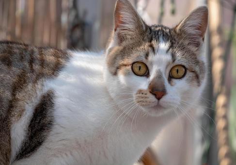 猫 猫の写真