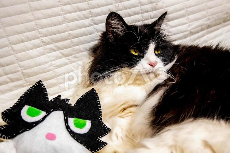 そんなに撮るなよ！ 猫,ネコ,ねこの写真素材