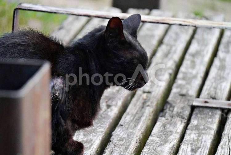 5月の公園猫 ネコ,猫,公園猫の写真素材