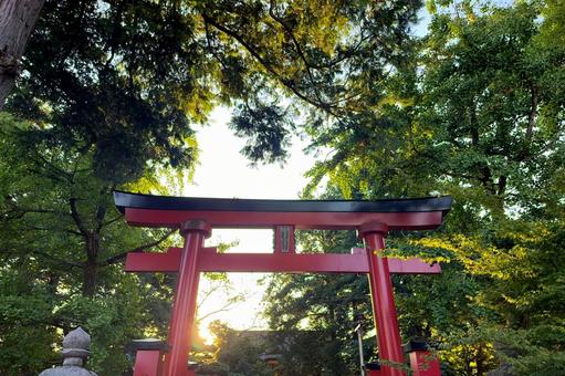 新潟の諏訪神社の鳥居と秋の木漏れ日 新潟の諏訪神社の鳥居と秋の木漏れ日の写真