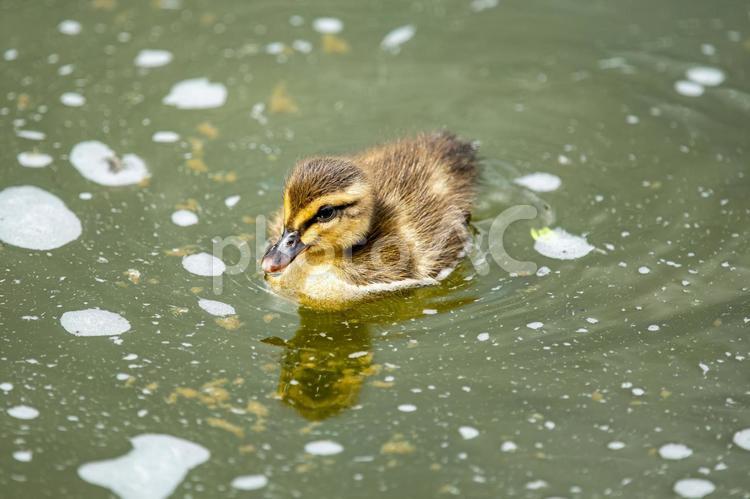 よちよち泳ぐかわいい子カルガモ カルガモ,カルガモ親子,親子の写真素材